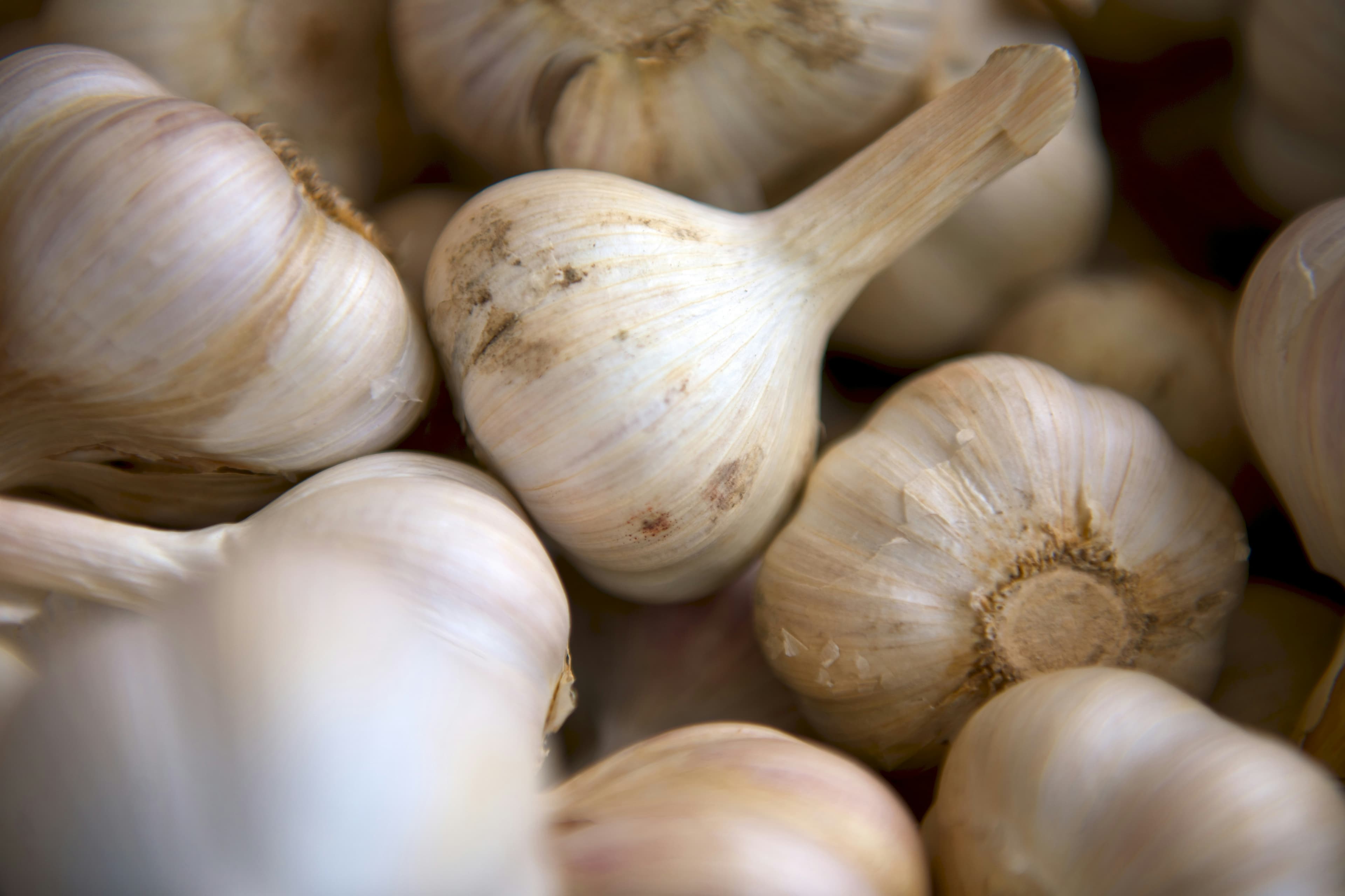 Garlic field landscape