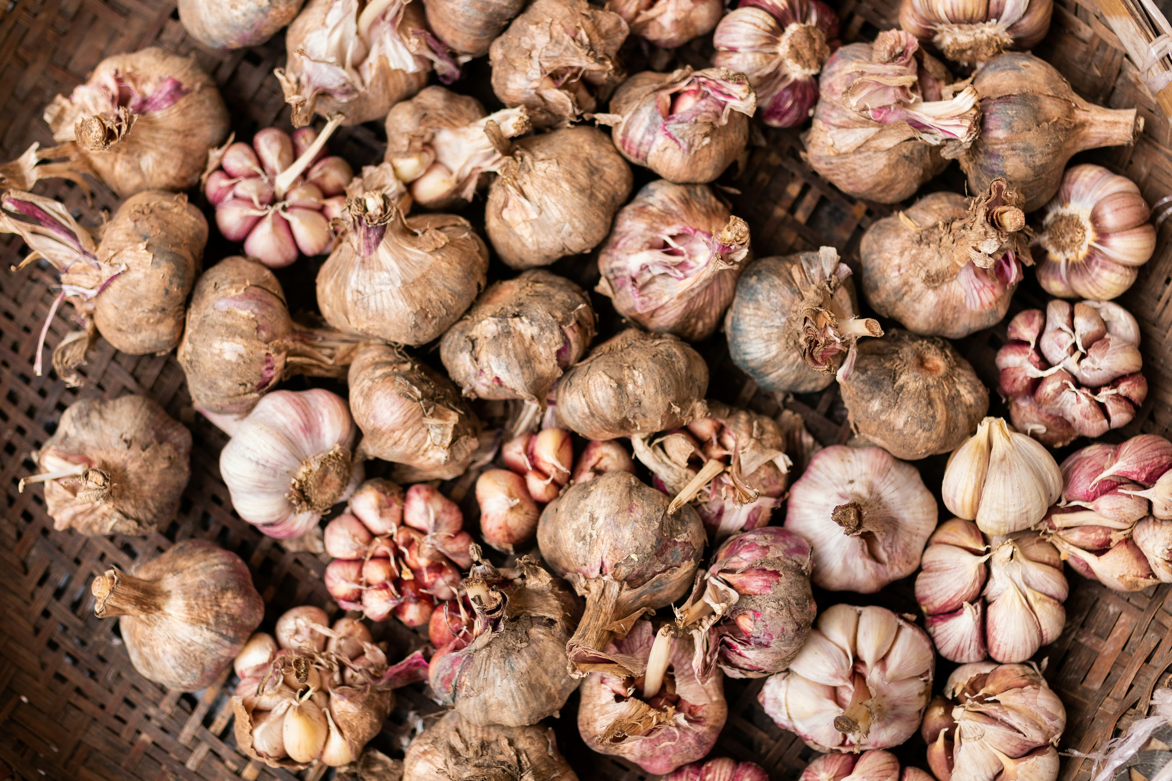 Garlic field landscape